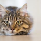 猫の尿石症かも？危険な症状・診断・治療法：早期発見と再発防止のポイント